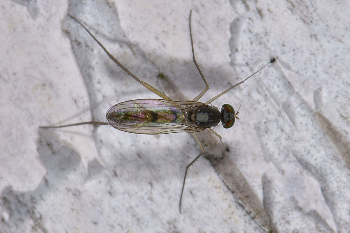 Dolichopodidae